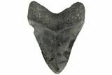 Fossil Megalodon Tooth - South Carolina #186055-1
